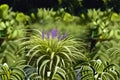Big Blue Lilyturf 1 Plant – Liriope muscari ‘Big Blue’
