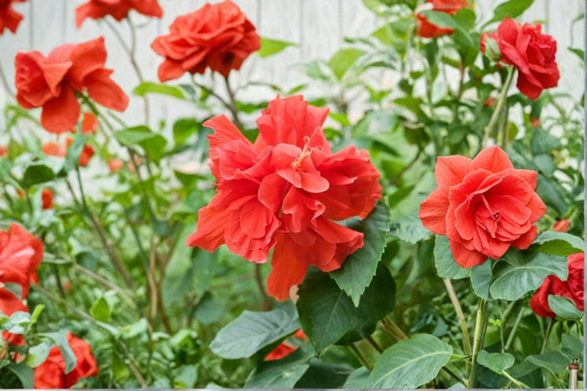 Red Dragon Hibiscus Cuttings | 10 Fresh Hibiscus rosa-sinensis Cuttings | Tropical Hibiscus Plant | Red Flowering Plant | Hibiscus Propagation