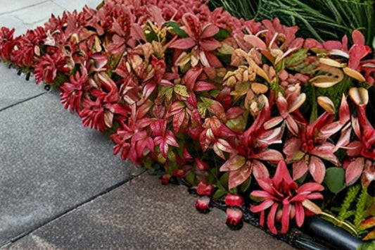 Fire Power Heavenly Bamboo 1 Plant – Nandina domestica ‘Firepower’