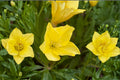 Missouri Evening Primrose Live Plant Clump – Yellow Oenothera