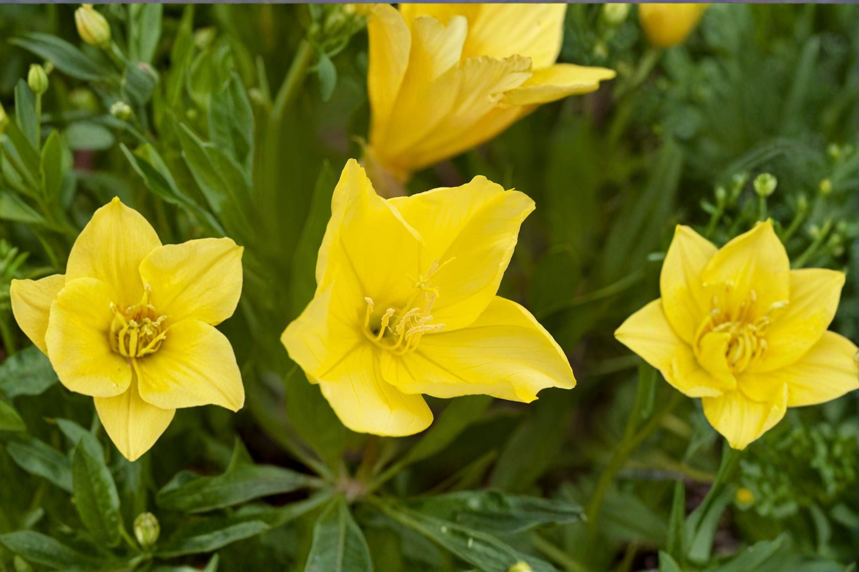 Missouri Evening Primrose Live Plant Clump – Yellow Oenothera