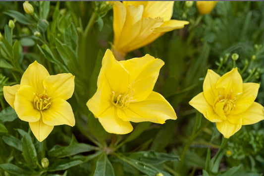 Missouri Evening Primrose Live Plant Clump – Yellow Oenothera