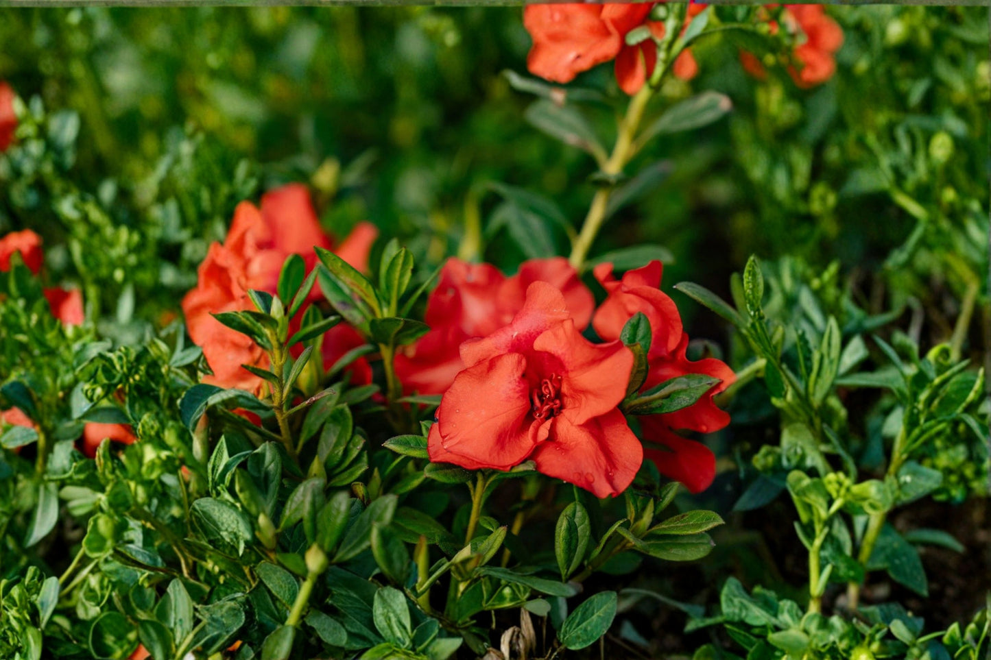 Encore® Autumn Embers® Reblooming Azalea Live Plant – 1 Gallon Pot – Rhododendron Hybrid
