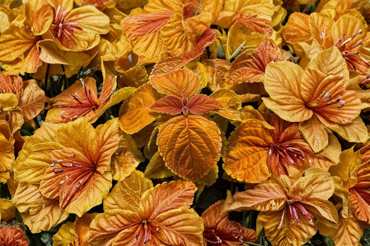 3 Rustic Orange Coleus Live Plants | 4-6 Inch Rooted Starters | Colorful Foliage Plant | No Pot | Patio Container Garden Plant