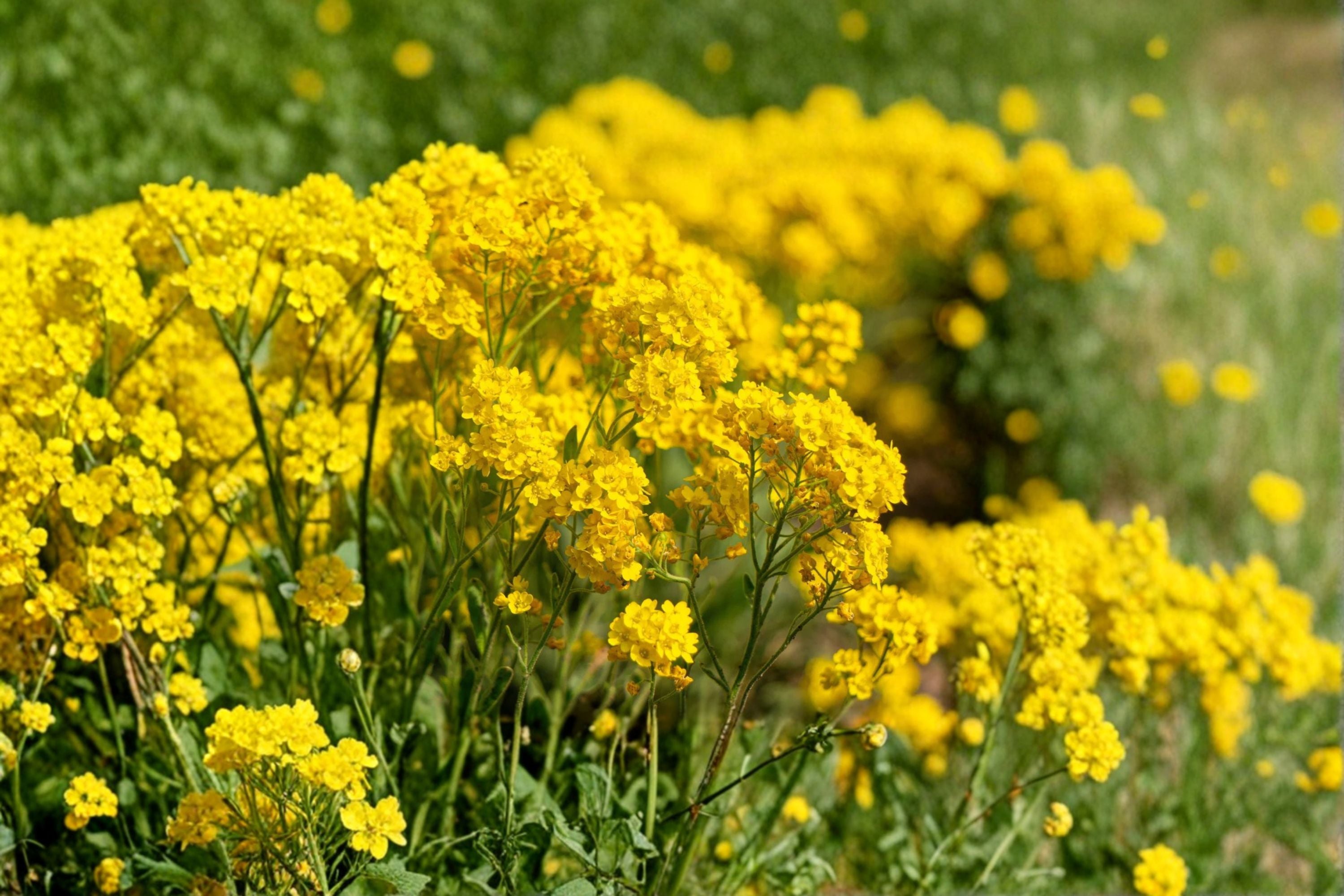 Basket of Gold Seeds Alyssum Saxatile Yellow Perennial Flower Rock Garden Border Plant Spring Bloom 100 Seeds