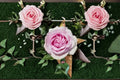 Queen Marie Rose Live Plant – Fragrant Pink Garden Rose