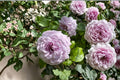 Le Ciel Bleu Rose Live Plant – Blue Violet Lavender Repeat Bloom Rose