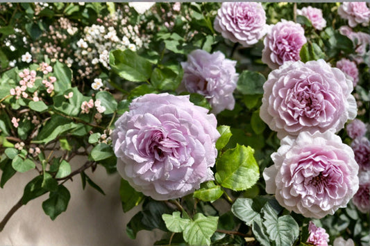 Le Ciel Bleu Rose Live Plant – Blue Violet Lavender Repeat Bloom Rose