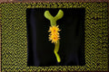 Hildewintera Humkes Kleine Gelber 1 Plant – Hildewintera hybrids