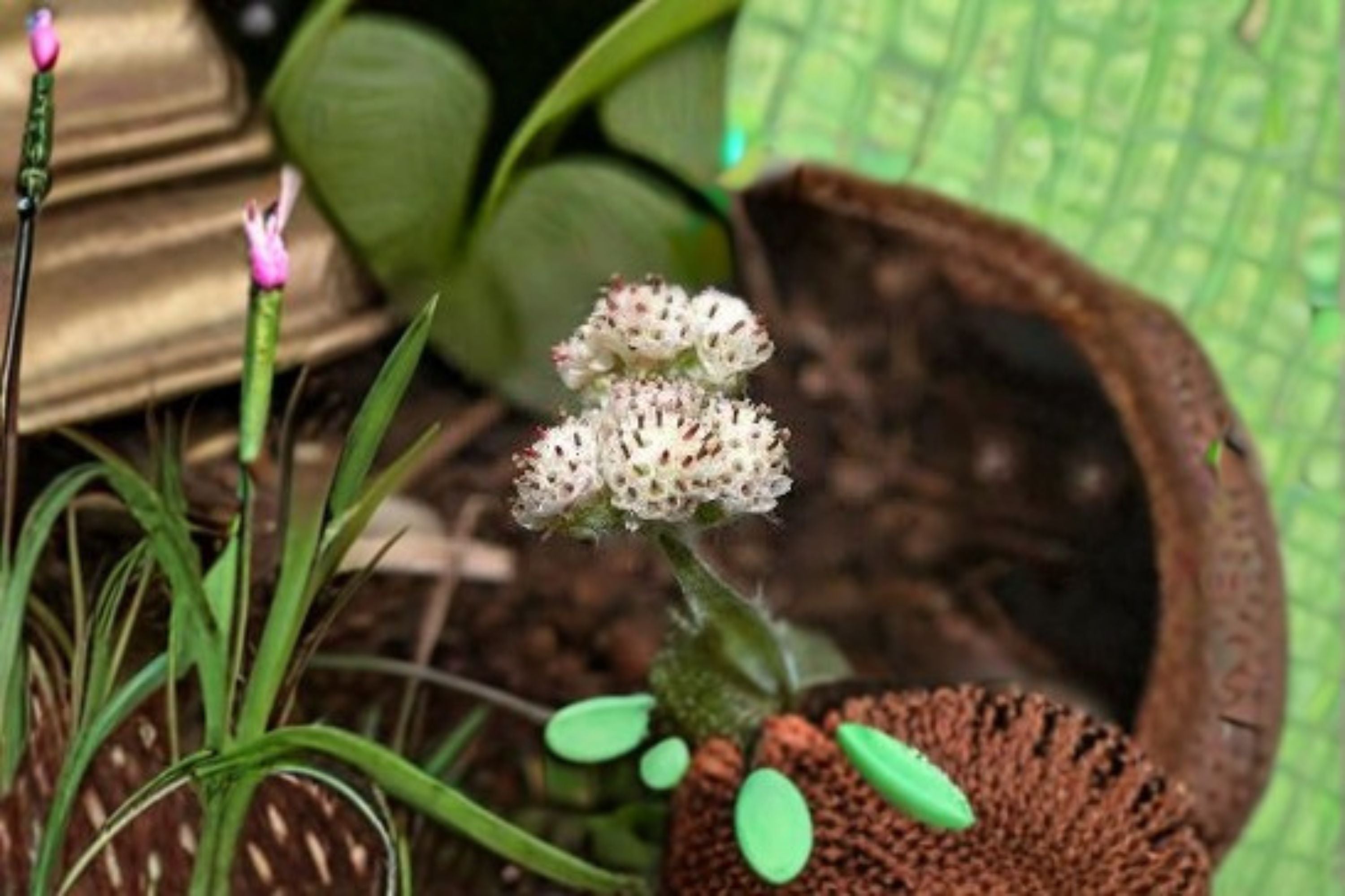 Prairie Pussytoes Seeds Antennaria neglecta Native Ground Cover Seeds Perennial Wildflower Garden Planting 100 Seeds