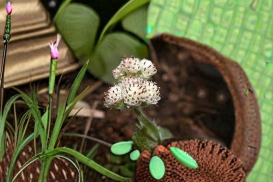 Prairie Pussytoes Seeds Antennaria neglecta Native Ground Cover Seeds Perennial Wildflower Garden Planting 100 Seeds