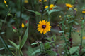 Black Eyed Susan Live Plant – Rudbeckia hirta Perennial