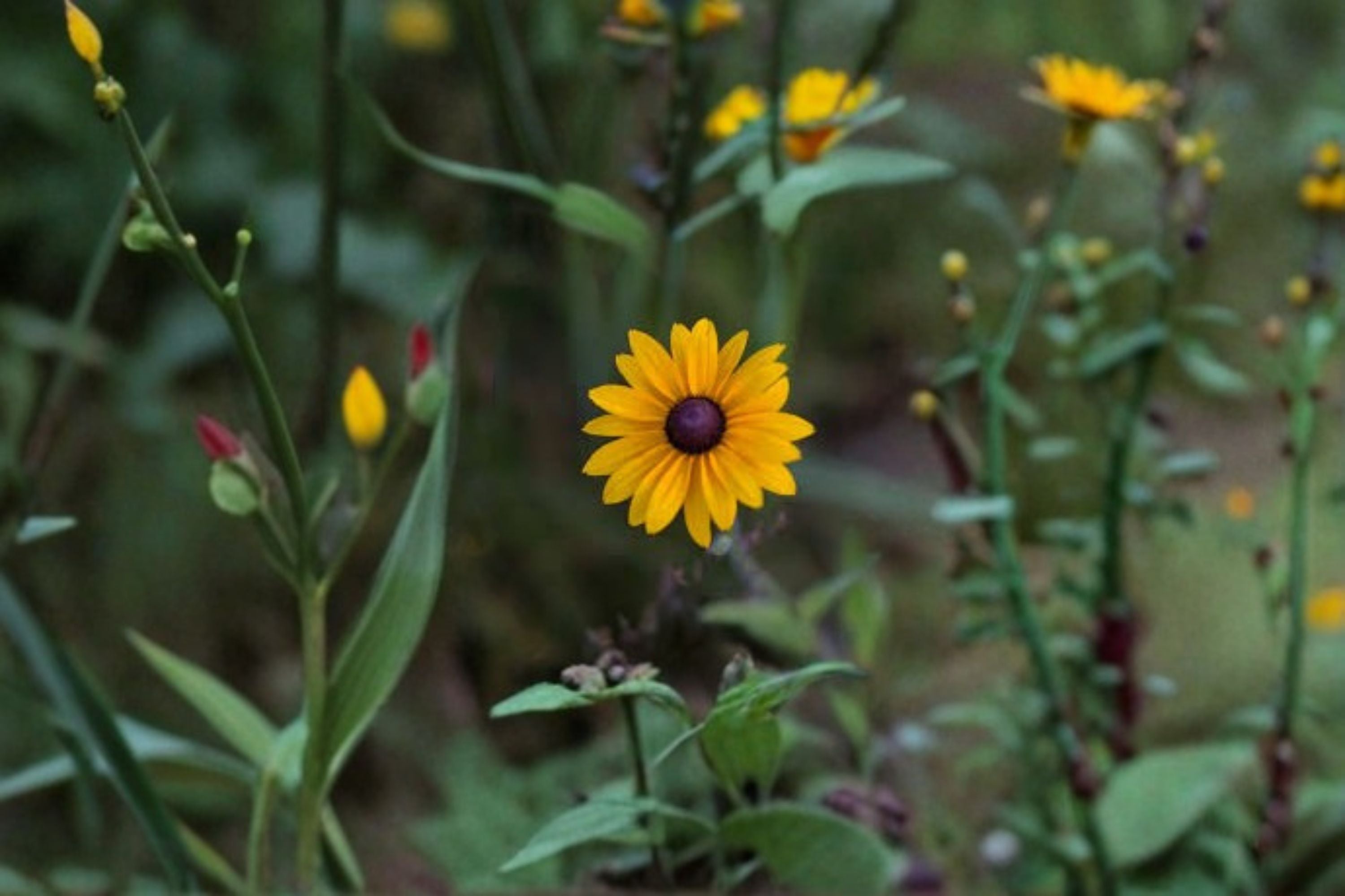 Black Eyed Susan Live Plant – Rudbeckia hirta Perennial
