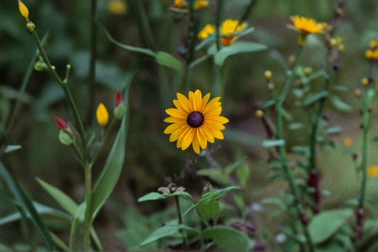 Black Eyed Susan Live Plant – Rudbeckia hirta Perennial