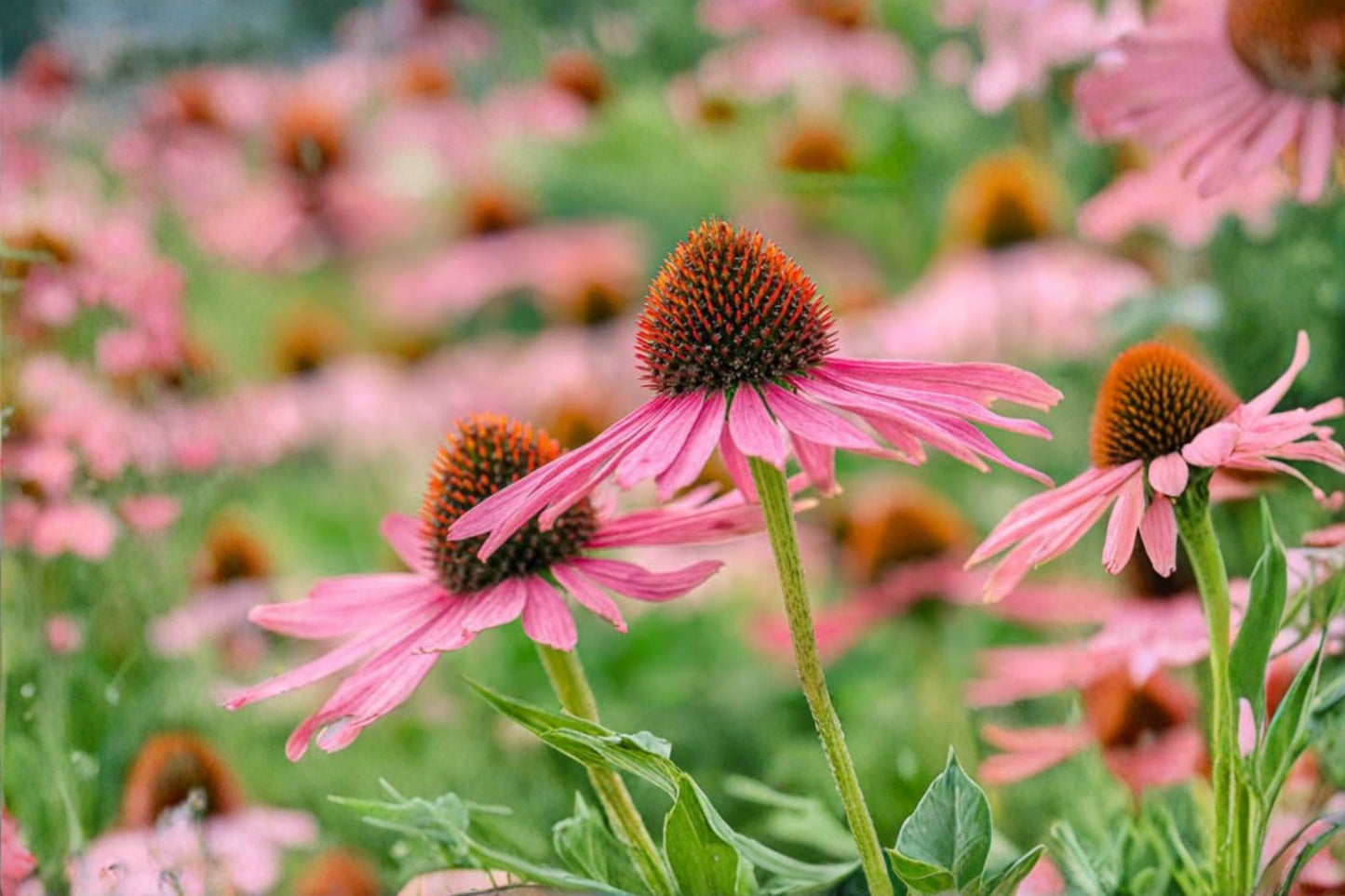 Purple Coneflower Live Perennial Plants – 10+ Echinacea purpurea – Hardy Pollinator Flowers