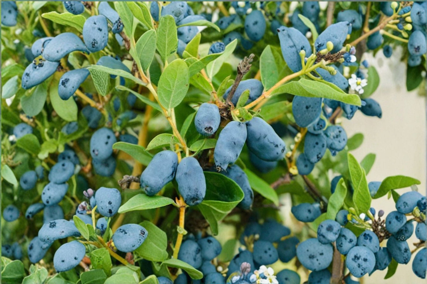 2 Honeyberry Live Plants – Tundra & Aurora – 3-Year-Old – Lonicera caerulea