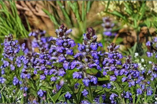 20 Live Bugleweed Bare Root Plants – Ajuga reptans – Fast Growing Ground Cover