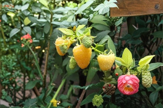 Fall Gold Raspberry Live Plants – 2 Plants – 4–6" Tall – No Pot – Rubus idaeus