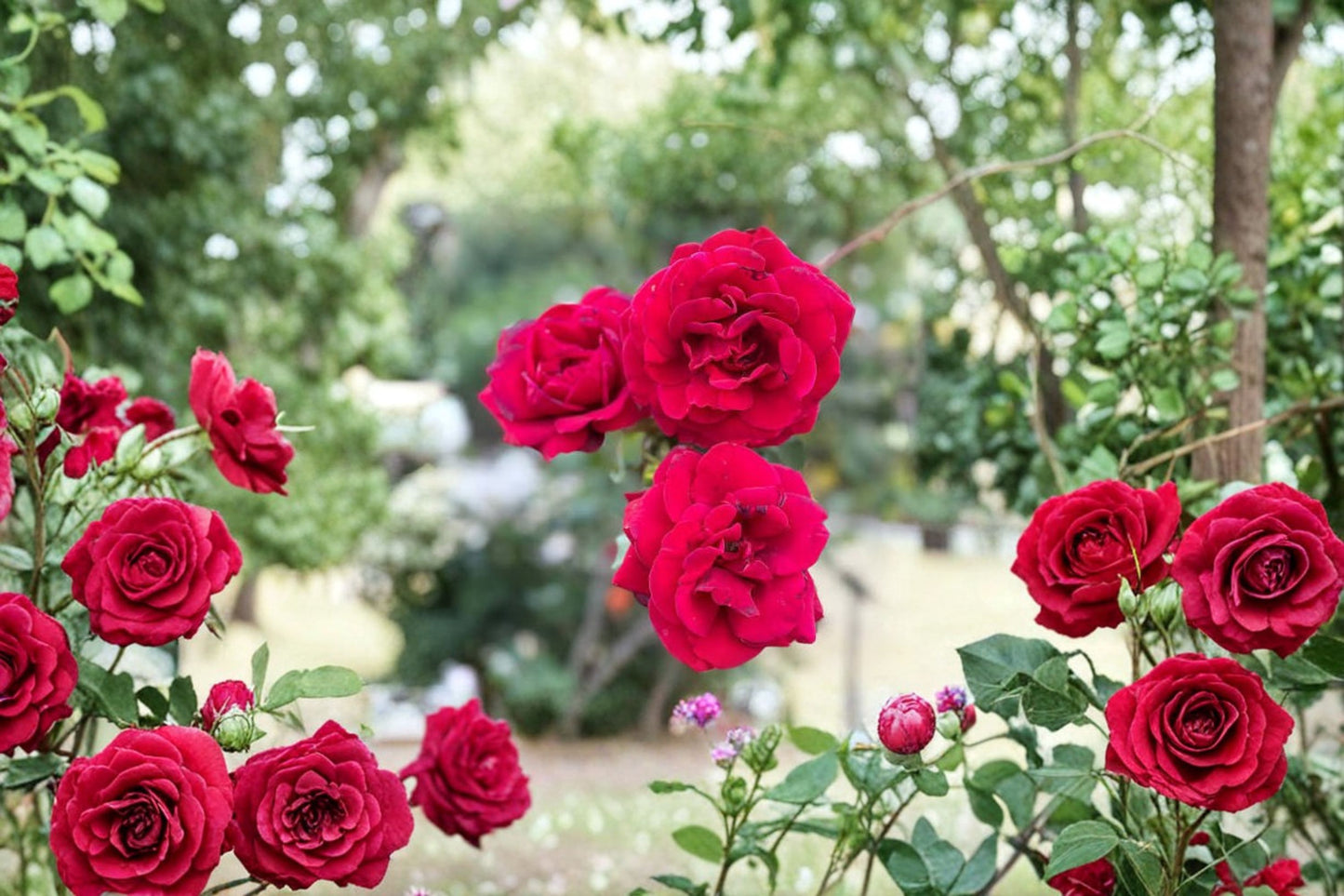 Don Juan Climbing Rose Live Plant – Red Blooms – No Pot – Rosa 'Don Juan'