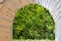 Delicate Fern Moss 1 Plant – Thuidium delicatulum
