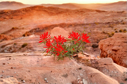 Indian Paintbrush Seeds Castilleja angustifolia Showy Red Wildflower Seeds Native Garden Planting 300 Seeds