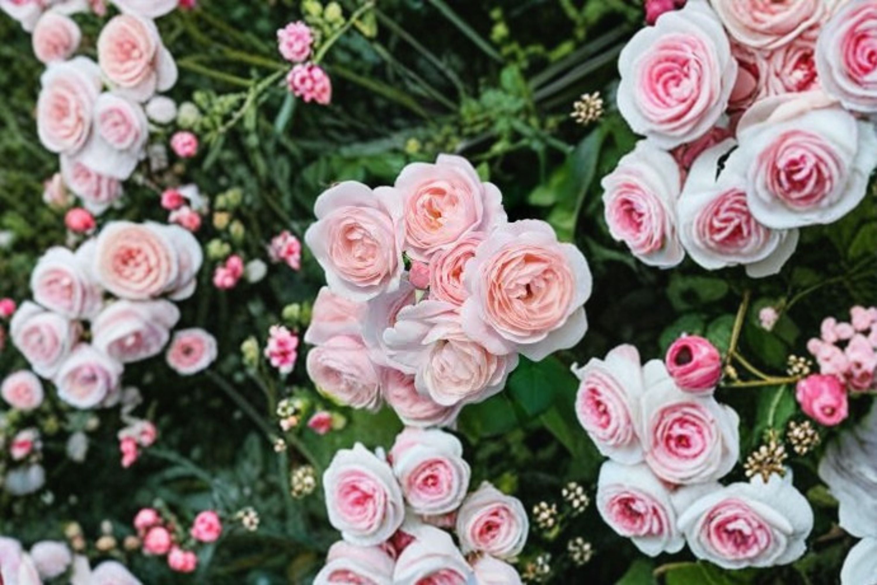 Nahema Climbing Rose Own Root Live Plant – Fragrant Pink Repeat Bloomer