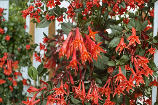 Gartenmeister Fuchsia Live Plant | Fuchsia Gartenmeister | Coral Orange Tubular Flowers | 6-12 Inch Plant | 5 Inch Pot | Flowering Fuchsia