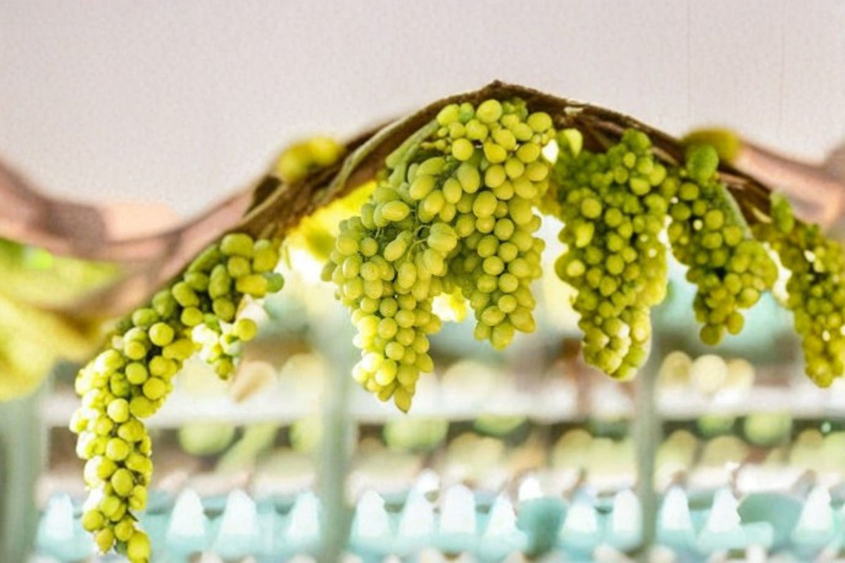 Thompson Seedless Grape Cuttings | Vitis Live Unrooted Cuttings | 3 Grape Vine Cuttings | 6 Inch Fruit Vine | Green Seedless Grape