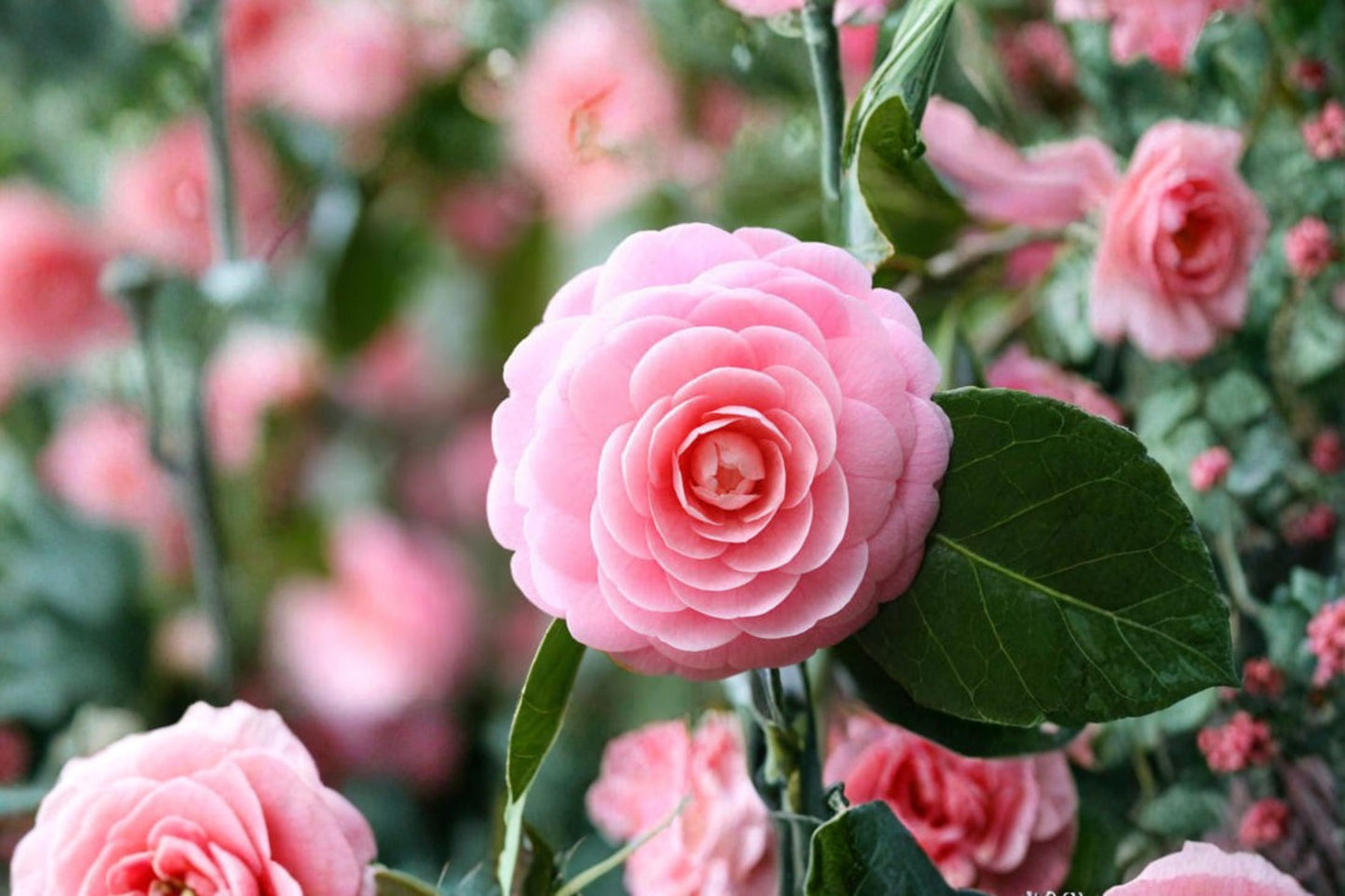 Pink Perfection Camellia Japonica Live Starter Plant – Camellia japonica
