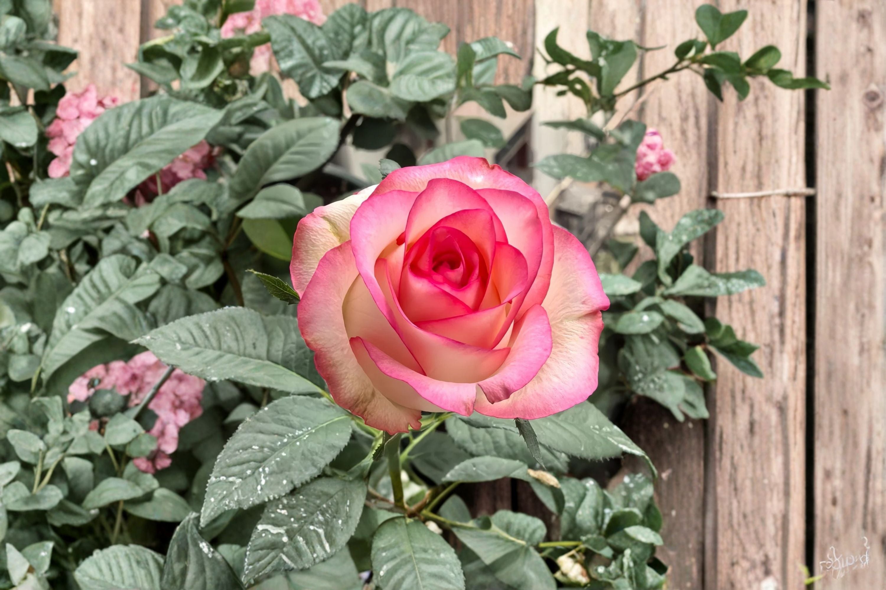 Jumilia Rose Live Plant – Fragrant Long Lasting Cut Rose