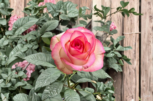 Jumilia Rose Live Plant – Fragrant Long Lasting Cut Rose