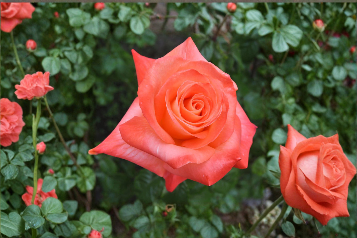 Octoberfest Rose Live Plant – Orange & Yellow Blooms – 1–2 ft Tall – Rosa Hybrid