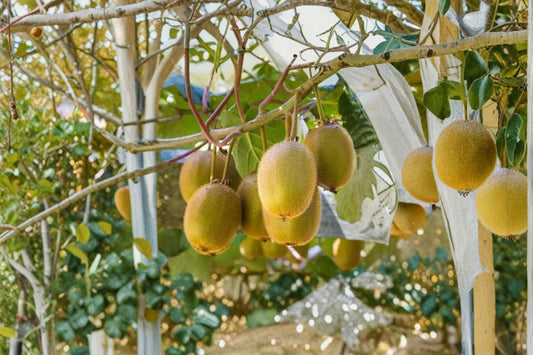 Prolific Hardy Kiwi 2 Live Plants – 4–6" Tall – Actinidia arguta – No Pot