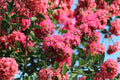 Crepe Myrtle 7 Cuttings – Lagerstroemia indica