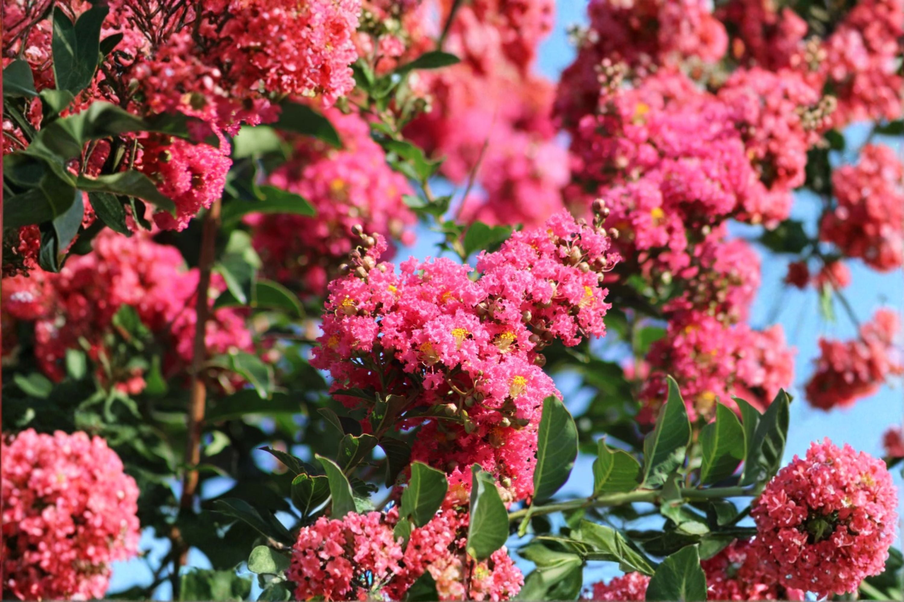 Crepe Myrtle 7 Cuttings – Lagerstroemia indica