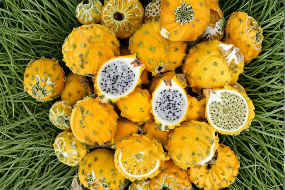 Yellow Dragon Fruit Live Plant | 3-6 Inch Tropical Fruit Vine | Dragon Fruit Cactus Cutting | Selenicereus Plant | No Pot