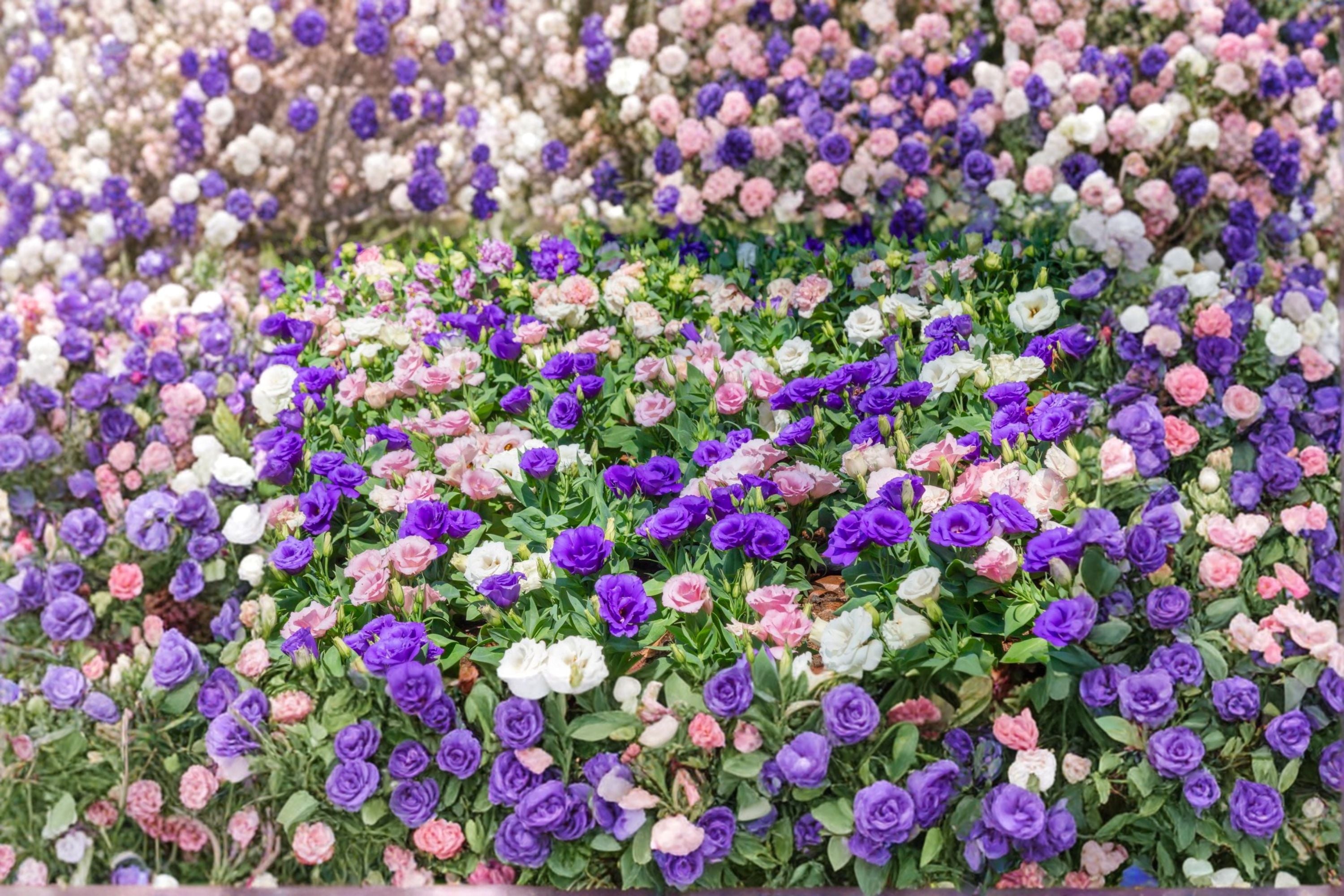 Lisianthus Solo 1 Plant – Eustoma grandiflorum
