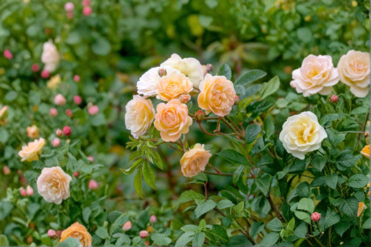 Ghislaine de Feligonde Rose 3 Cuttings – Rosa ‘Ghislaine de Feligonde’