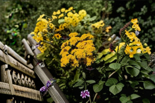 Stiff Goldenrod Seeds Solidago Rigida Native Yellow Perennial Wildflower Pollinator Garden Meadow Plant 100 Seeds