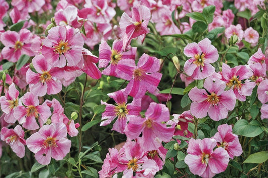 Clematis Mink Live Plant – 4" Pot – Pink Flowers – USDA Zones 4–9