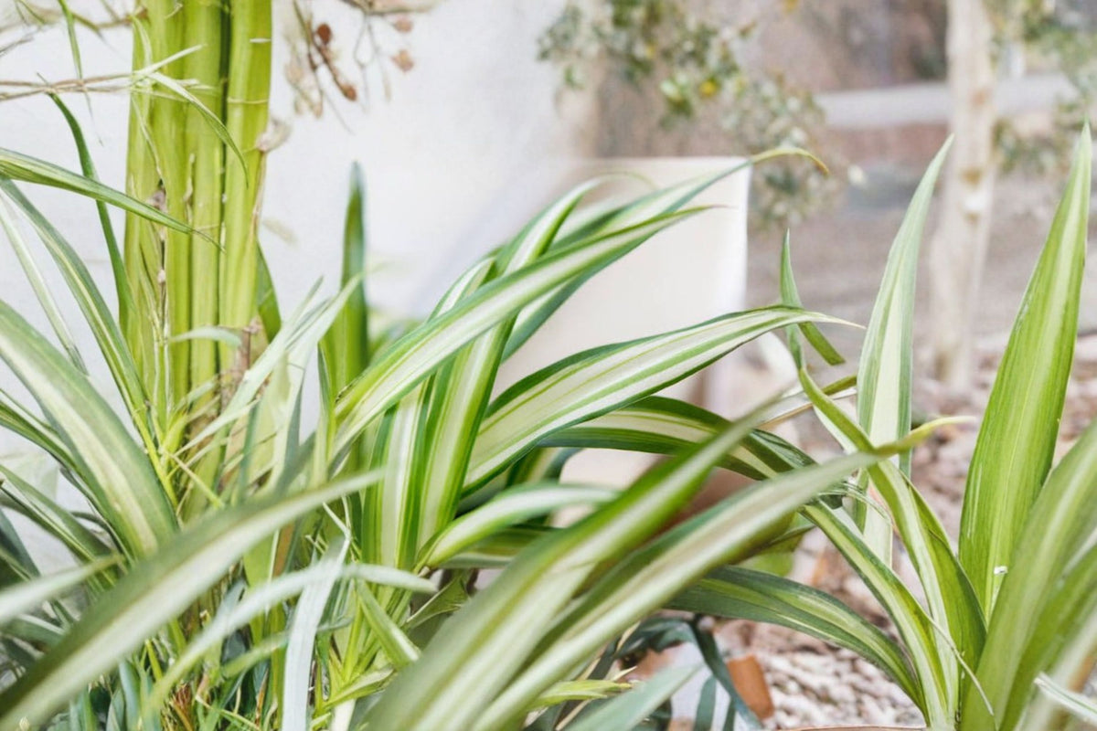 Variegated Spider Plant Live | Chlorophytum comosum | Rooted Starter Plant | 1 Inch Pot | Indoor Houseplant | Partial Shade | Zones 9-11
