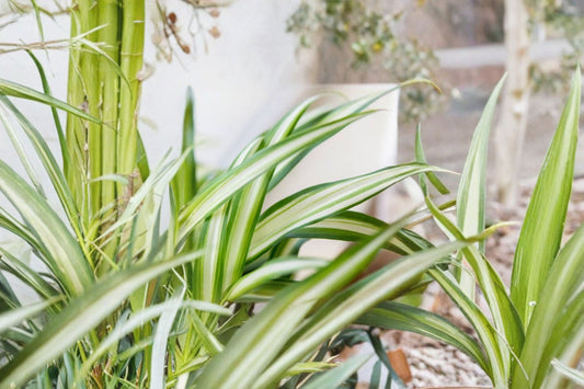 Variegated Spider Plant Live | Chlorophytum comosum | Rooted Starter Plant | 1 Inch Pot | Indoor Houseplant | Partial Shade | Zones 9-11