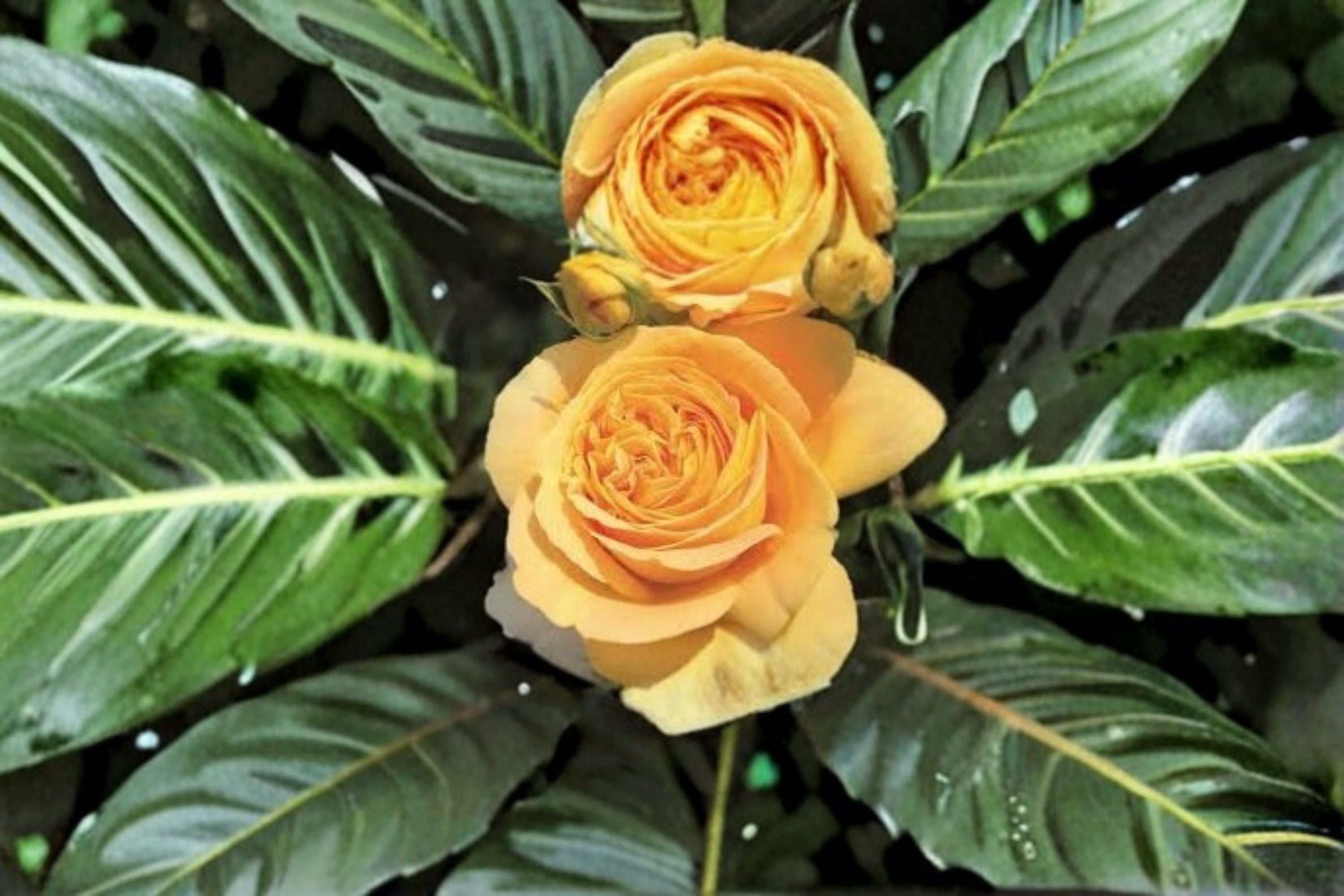 Candlelight Rose Live Plant – Yellow Repeat Blooming Rose