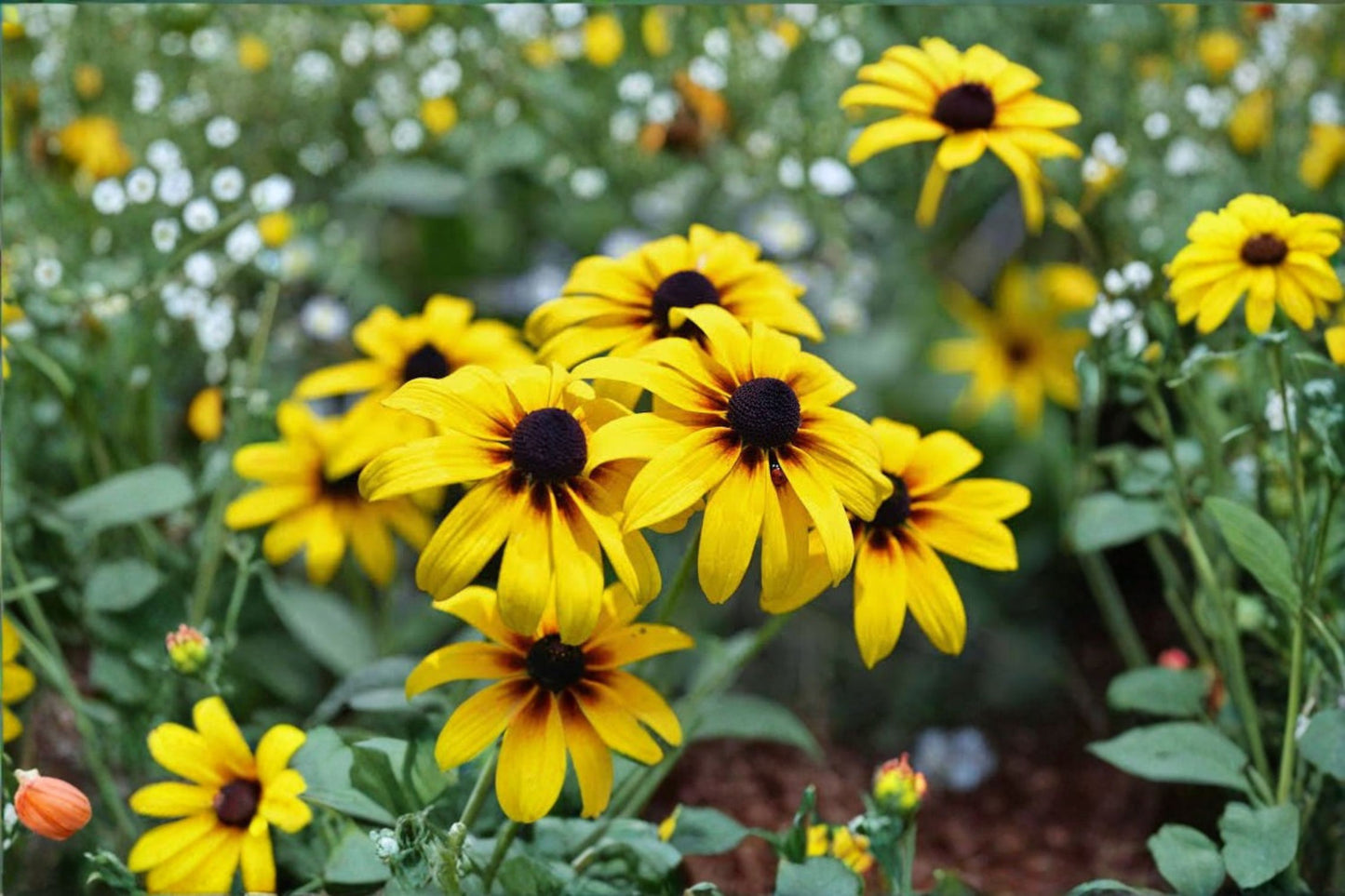 Large Black-Eyed Susan Bare Root Live Perennial – Rudbeckia fulgida 'Goldsturm' – 3+ Year Old Plant