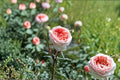 Bliss Rose Own Root Live Plant – Fairytale Magic Garden Rose