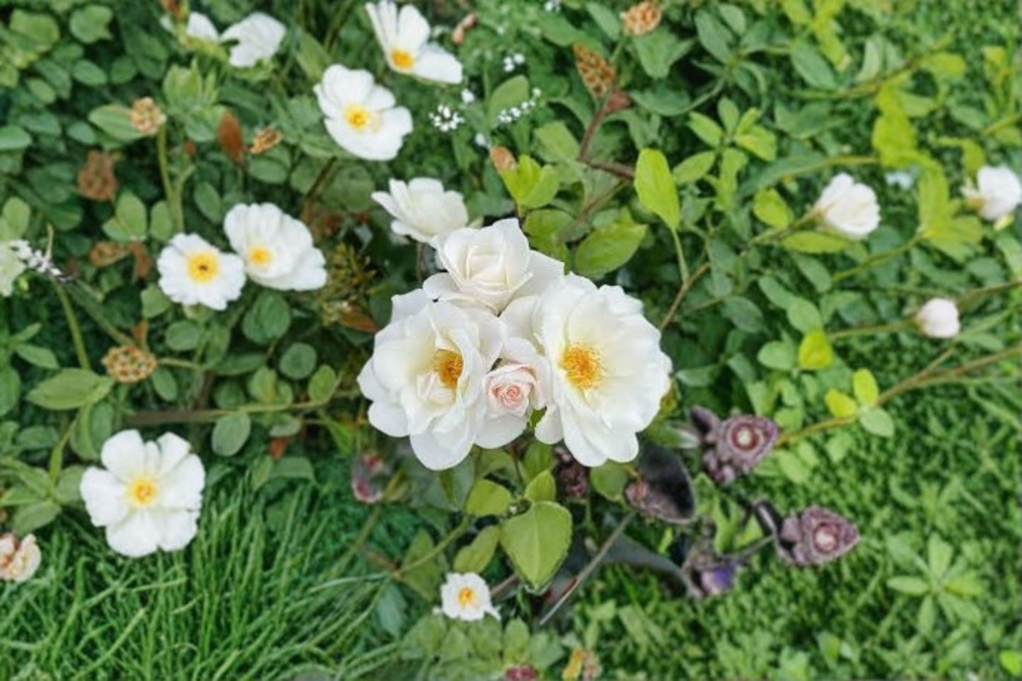 Bountiful White Climbing Rose Live Bare Root Plant – 1–2 Ft – Rosa Climbing Rose