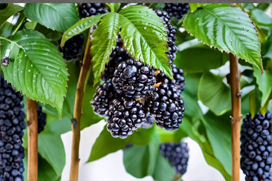 Ouachita Blackberry Live Plants – 2 Pack – 4–6" Tall – Rubus Blackberry Bush