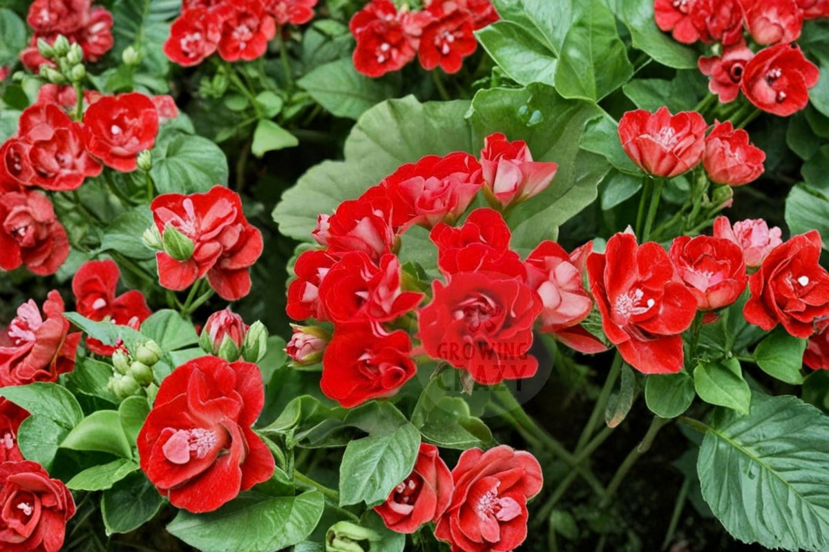 Pelargonium Rosebud Red Cuttings | 3 Fresh 4 Inch Geranium Cuttings | Red Rosebud Pelargonium | Live Plant Cuttings | Geranium Propagation