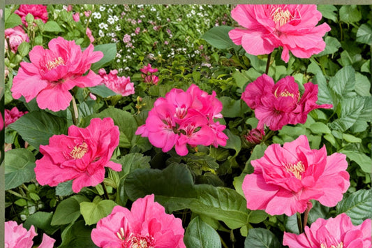 Patriot Bright Pink Geranium 2 Cuttings – 6 Inches Each – Pelargonium