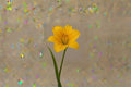 Gold Daylily Live Plant – Yellow Perennial Flower